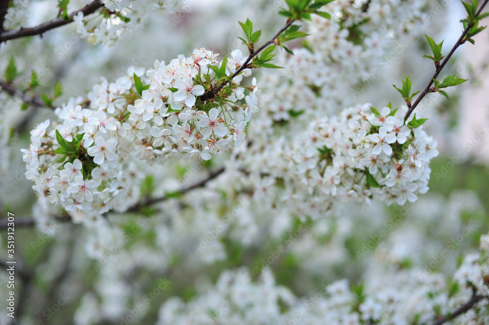 blooming cherry tree