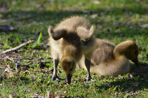 Baby Canada Goose gosling © Carol Hamilton