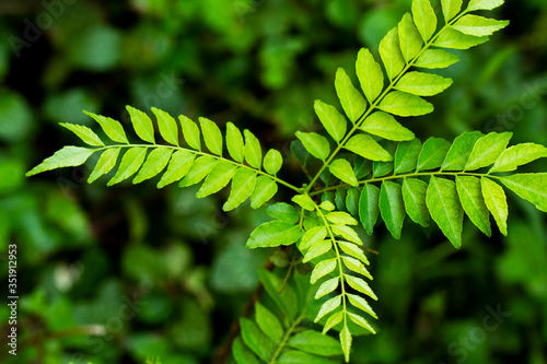 curry leaves. Bunch of fresh Indian curry leaves. Curry leaf. Very popular used for cooking in South India.