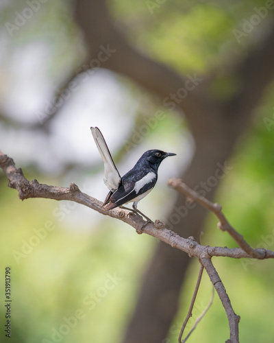 oriental magpie robin facing back sitting on small branch