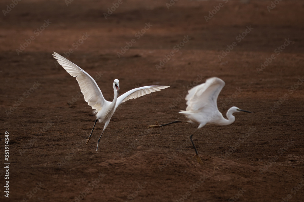 white egrets crane playing and running birds white egrets crane playing and running birds