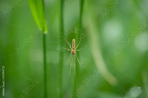 small extensor spider lurks in its web for prey