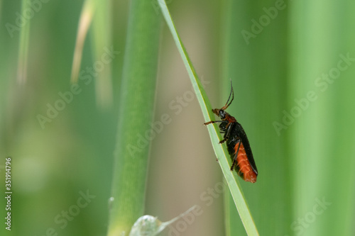 the soldier beetle (Cantharus Podabrus) has red bodies and sits on a green reed