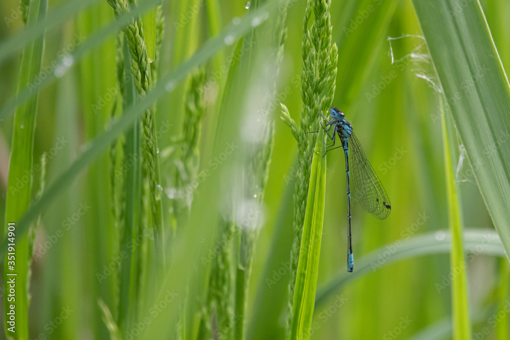 a close-up of a spear azure maiden sitting in the green reed a close-up of a spear azure maiden sitting in the green reed