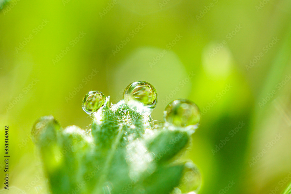 morning dew morning dew