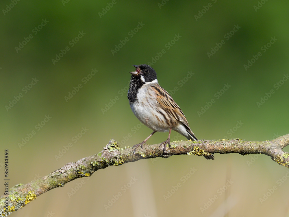 Obraz premium Reed bunting, Emberiza schoeniclus