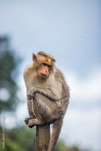 Photography monkey sitting on pole looking down
