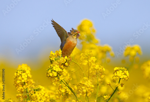 A male ortolan bunting (Emberiza hortulana) is photographed in blooming rapeseed against a beautiful blurry bright yellow background and blue sky. photo