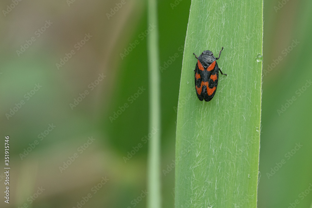 blood cicada (Cercopis vulnerata) crawls onto a green reed blood cicada (Cercopis vulnerata) crawls onto a green reed