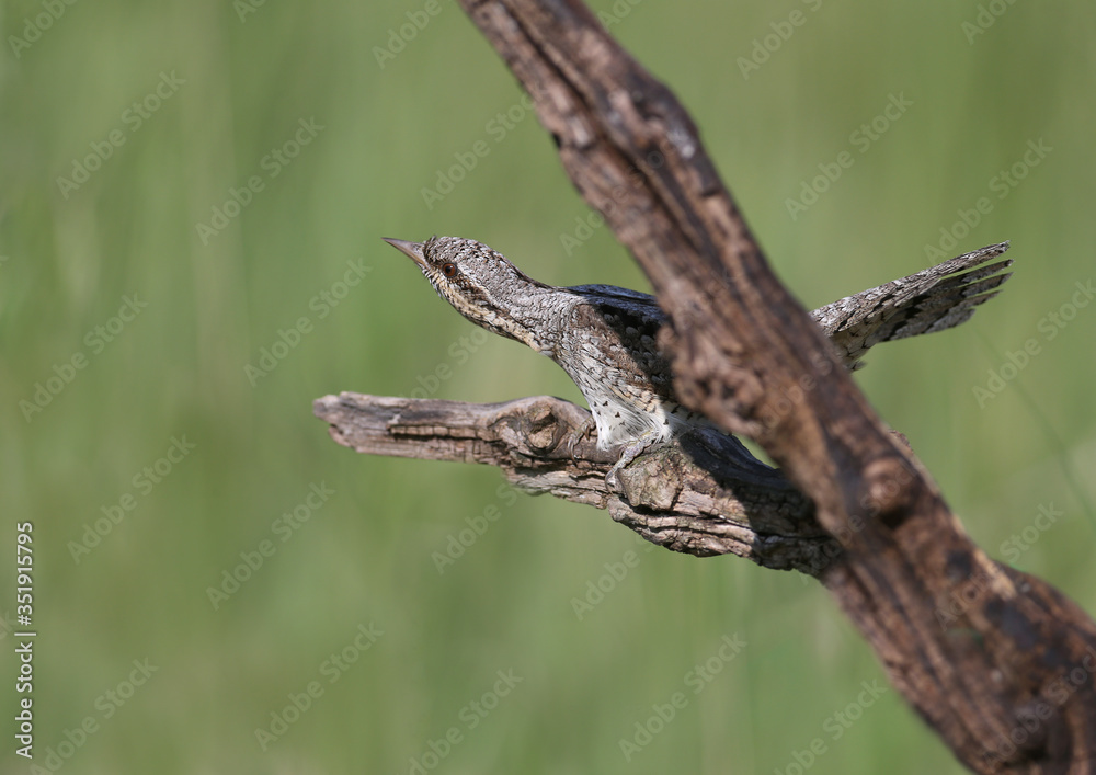 Family pairs of northern wryneck (Jynx torquilla) shot very close-up on a blurry background in interesting and amazing courtship poses Family pairs of northern wryneck (Jynx torquilla) shot very close-up on a blurry background in interesting and amazing courtship poses