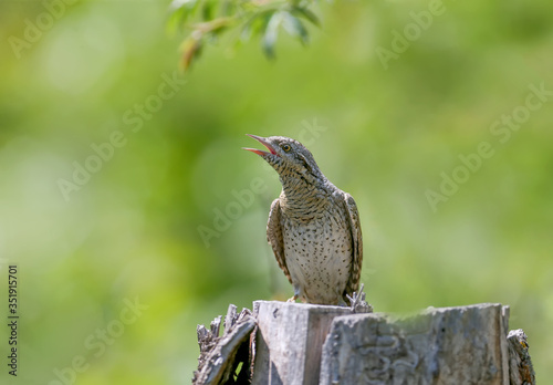 A single northern wryneck (Jynx torquilla) shot close up sitting on a branch against a beautifully blurred green background photo