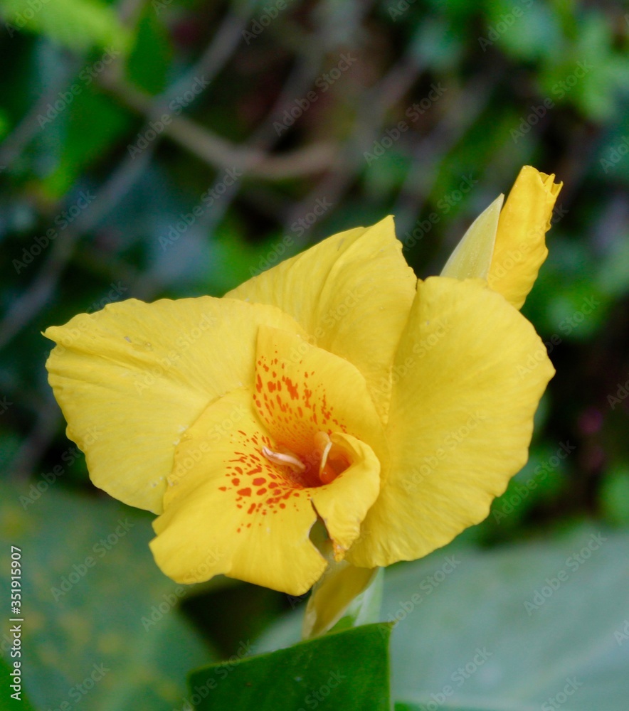 yellow flower