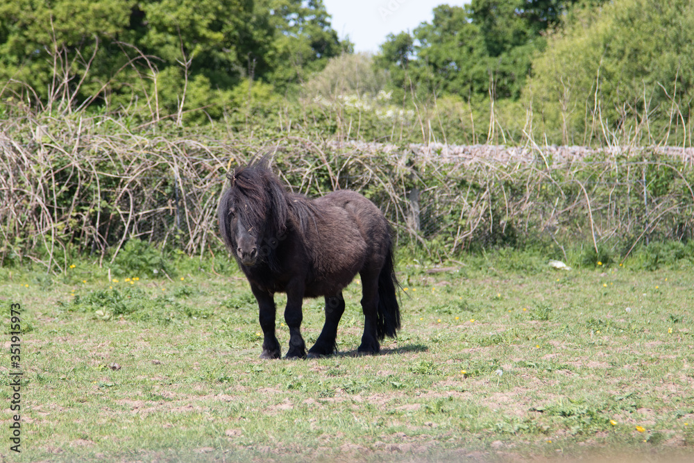 Brown Shetland Pony in a field
