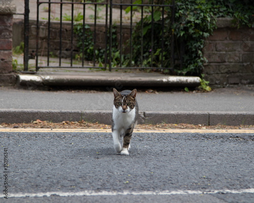 Cat walking across a road