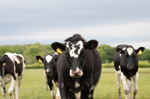 cows in a field © Tim