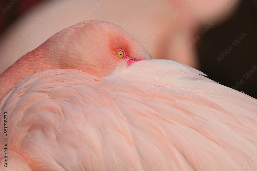 Fototapeta premium close up of a pink flamingo