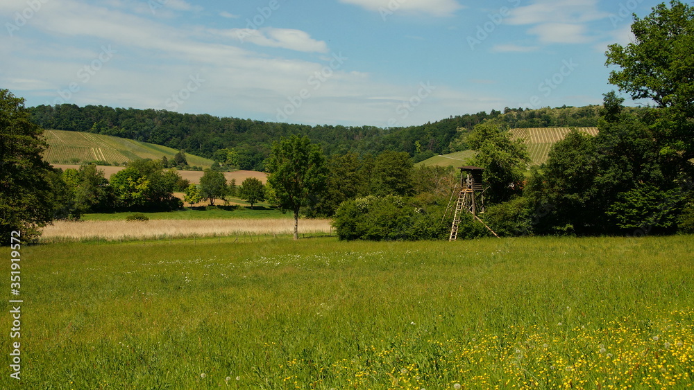 natürliche grüne Landschaft mit Wiese, Schilf, Wald und Hochsitz unter blauem Himmel