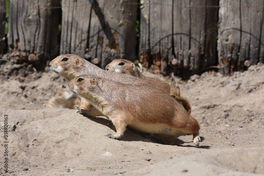 Naklejka premium Erdmännchen schauen interessiert