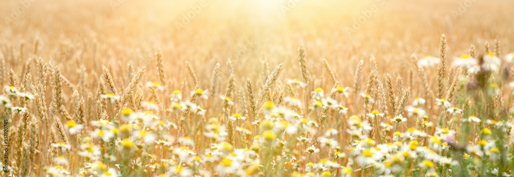 Golden wheat field, defocused chamomile in front of wheat, beautiful landscape in sunset
