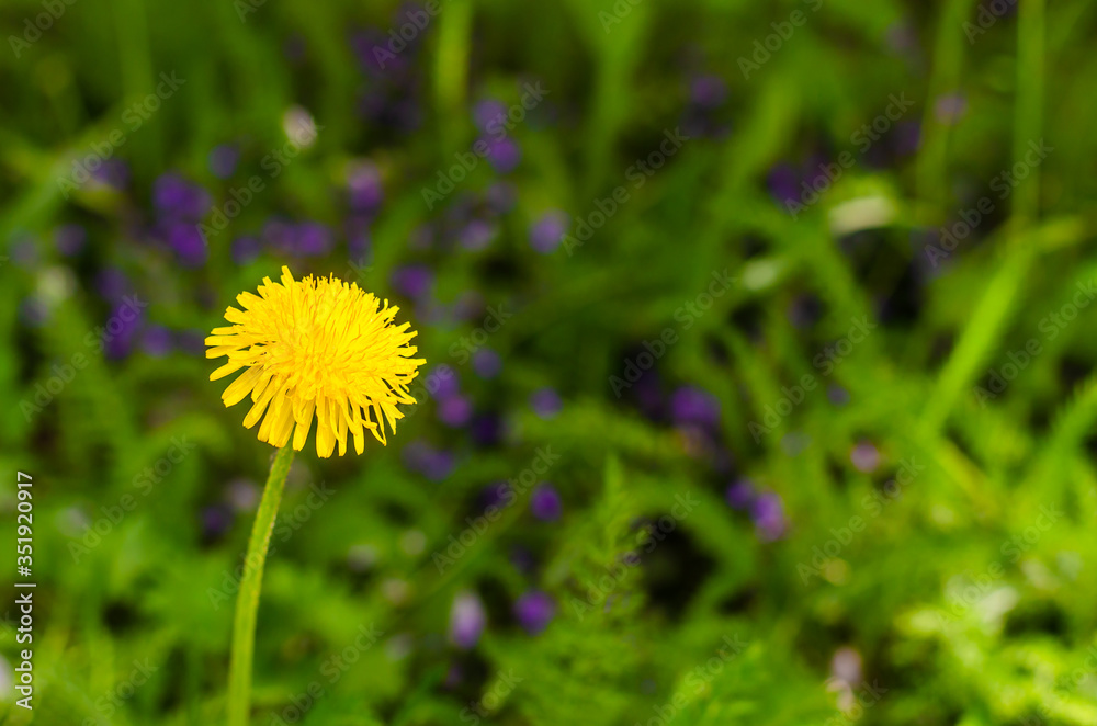 A single yellow flower on a green lawn. A single yellow flower on a green lawn.