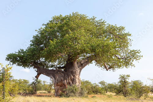 View of a big,old baobab tree with leaves in Mapungubwe National Park, South Africa