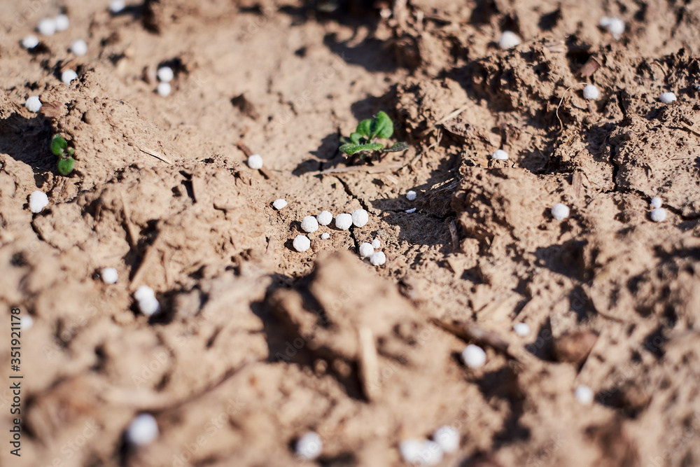 Artificial nitrogen fertilizer on brown soil. White mineral fertilizer balls - urea (carbamide) with little non-biological baby plants and sprouts. Close-up photo for background. Artificial nitrogen fertilizer on brown soil. White mineral fertilizer balls - urea (carbamide) with little non-biological baby plants and sprouts. Close-up photo for background.