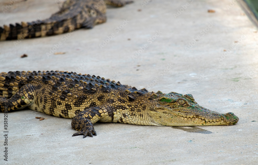 Fototapeta premium small crocodile lying on the cement ground