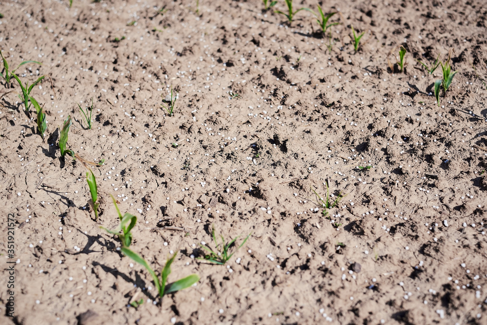 Artificial nitrogen fertilizer on brown soil. Large field with white mineral fertilizer balls - urea (carbamide) and little fresh green non-biological baby plants and sprouts in afternoon sunshine. Artificial nitrogen fertilizer on brown soil. Large field with white mineral fertilizer balls - urea (carbamide) and little fresh green non-biological baby plants and sprouts in afternoon sunshine.