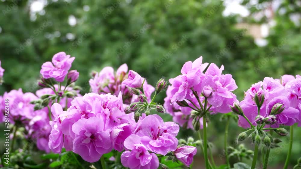 Geranium in the rain. Spring rain. Sad mood Geranium in the rain. Spring rain. Sad mood