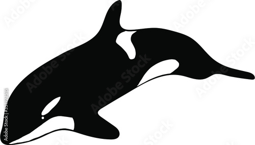 Killer whale doodle. Vector illustration.