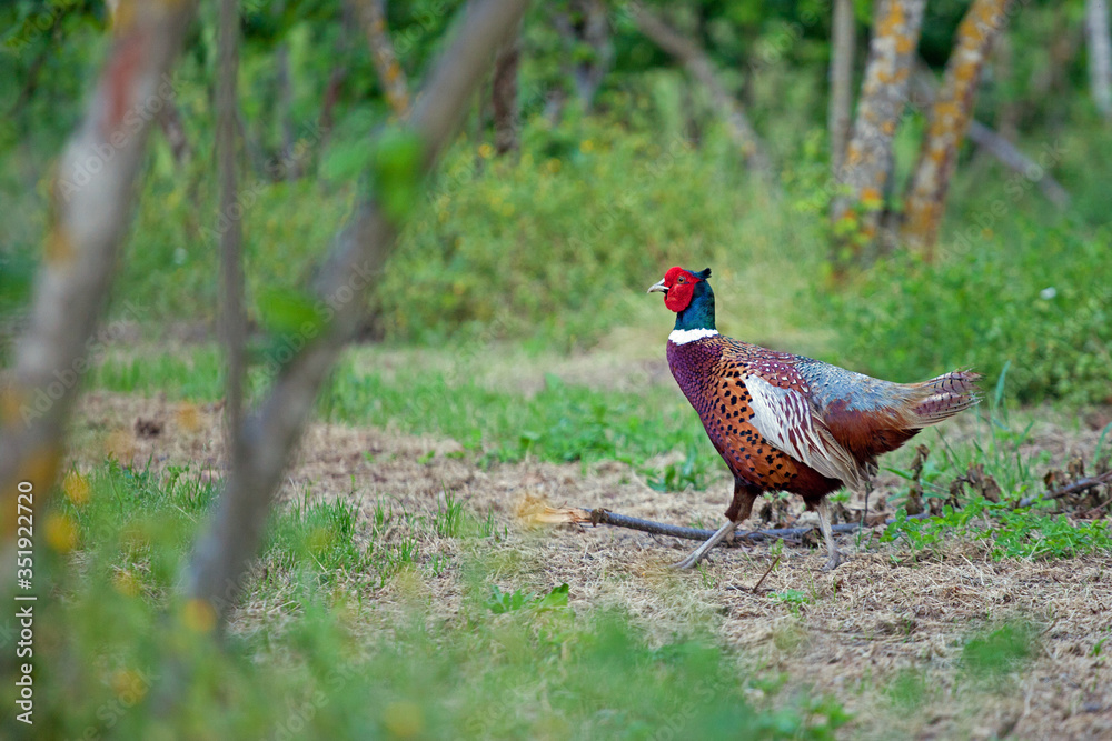 Fototapeta premium farm, rooster, fauna, phasianus, hen, common, chicken, cock, beak, poultry, white, red, green, grass, background, beautiful, feather, colorful, pheasant, male, wild, wildlife, animal, nature, bird