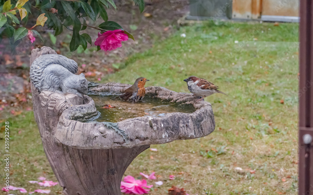 Obraz premium Robin (Erithacus rubecula) taking a bath in a stone bird bath in an English country garden whilst a male sparrow (Passer domesticus) looks on, captured from behind the glass of a greenhouse