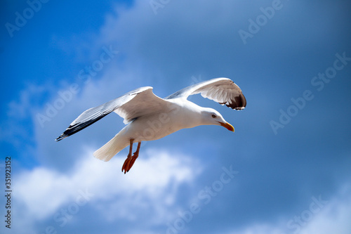 Seagull flying in the blue sky