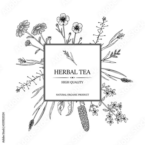 Herbal tea design for package and advertisement. Hand drawn summer wild flowers frame. Vector illustration in sketch stile