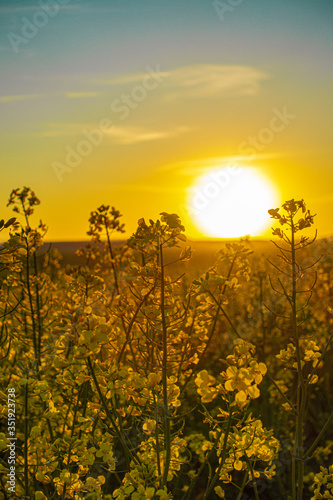 Rope field sunset