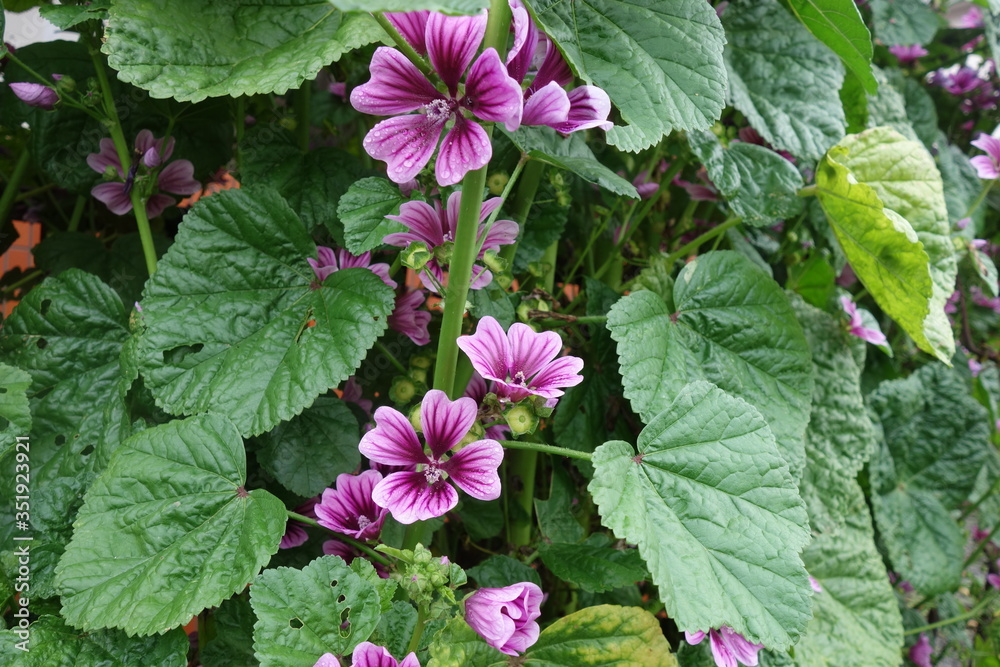 雨に濡れた紫のマロウの花 雨に濡れた紫のマロウの花
