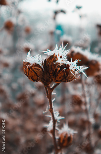 Plants on winter time