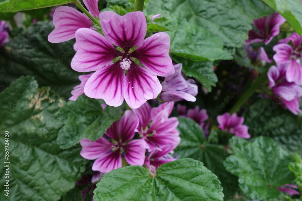 雨に濡れた紫のマロウの花 雨に濡れた紫のマロウの花