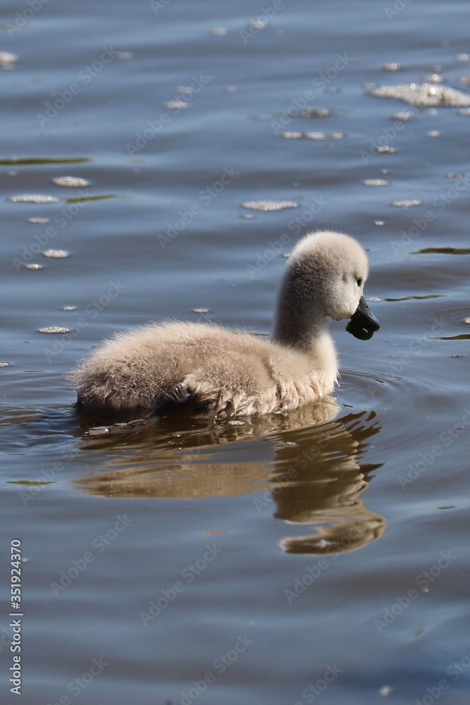 Large adult swan nesting and mothering cute   baby chicks 