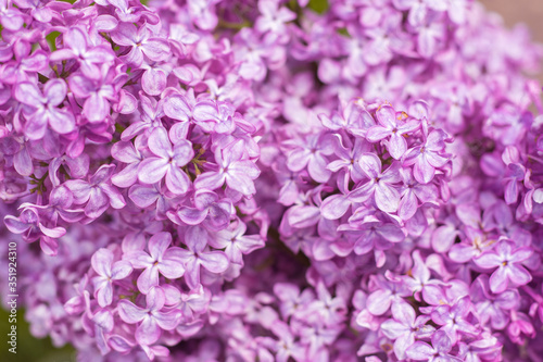 Fototapeta Naklejka Na Ścianę i Meble -  Macro image of spring lilac violet flowers, abstract soft floral background
