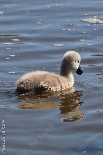 Large adult swan nesting and mothering cute baby chicks 