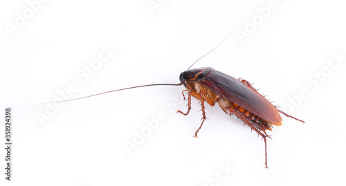 cockroach isolated on white background. © tapaton