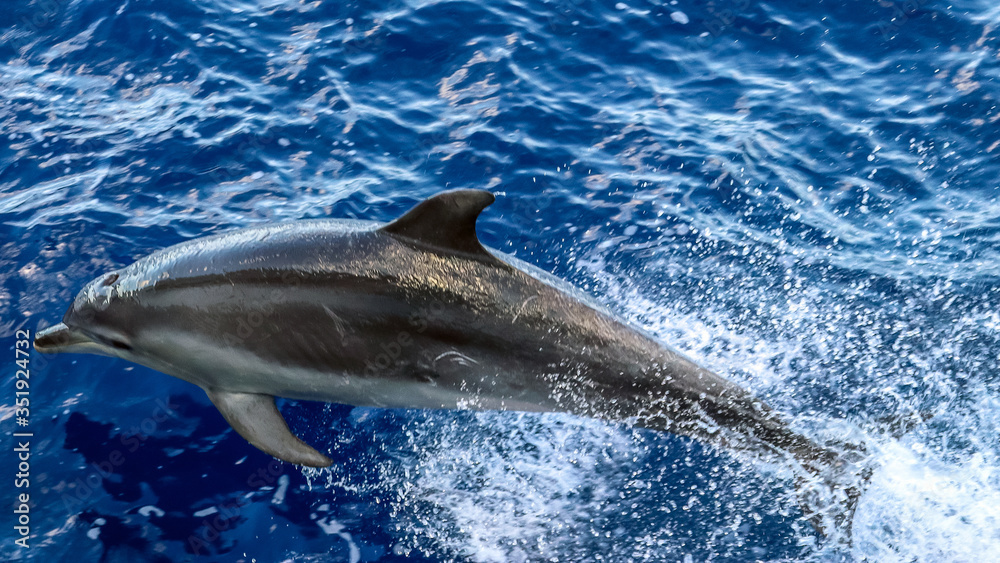 Naklejka premium Great Barrier Reef, Australia