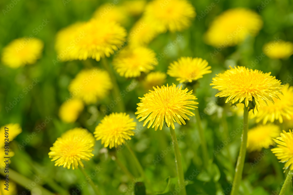 Yellow dandelion flowers (Taraxacum officinale). Dandelions field background on spring sunny day. Blooming dandelion. Medicinal wild herb. Medicine drug natural ingredient. Yellow dandelion flowers (Taraxacum officinale). Dandelions field background on spring sunny day. Blooming dandelion. Medicinal wild herb. Medicine drug natural ingredient.