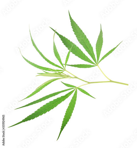 Marijuana leaf isolated on white background.