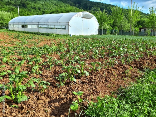 Potato growing on the field next to greenhouse with forest in background