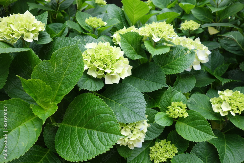 五月の緑の紫陽花の花 五月の緑の紫陽花の花