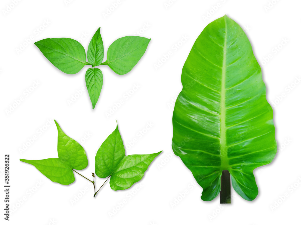 Green leaves isolated on a white background with clipping paths Green leaves isolated on a white background with clipping paths