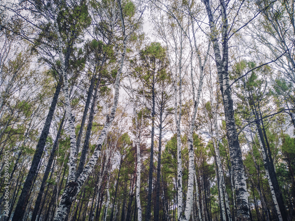 Fototapeta premium Spring forest. The trees begin to turn green.