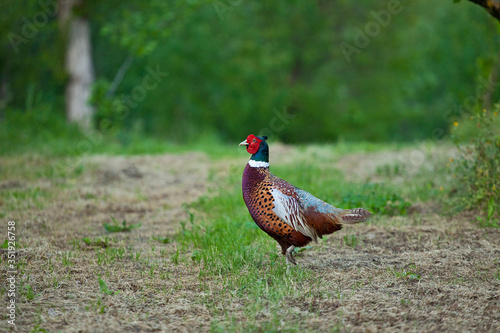 ring necked pheasant or young male phasianus colchicus fagiano strutting or running across the grass in Italy state symbol of South Dakota.